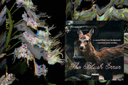 The Blush Error - Floral Backgrounds, a Wallpaper Graphic by Purple (Thumbnail 2 of 12)