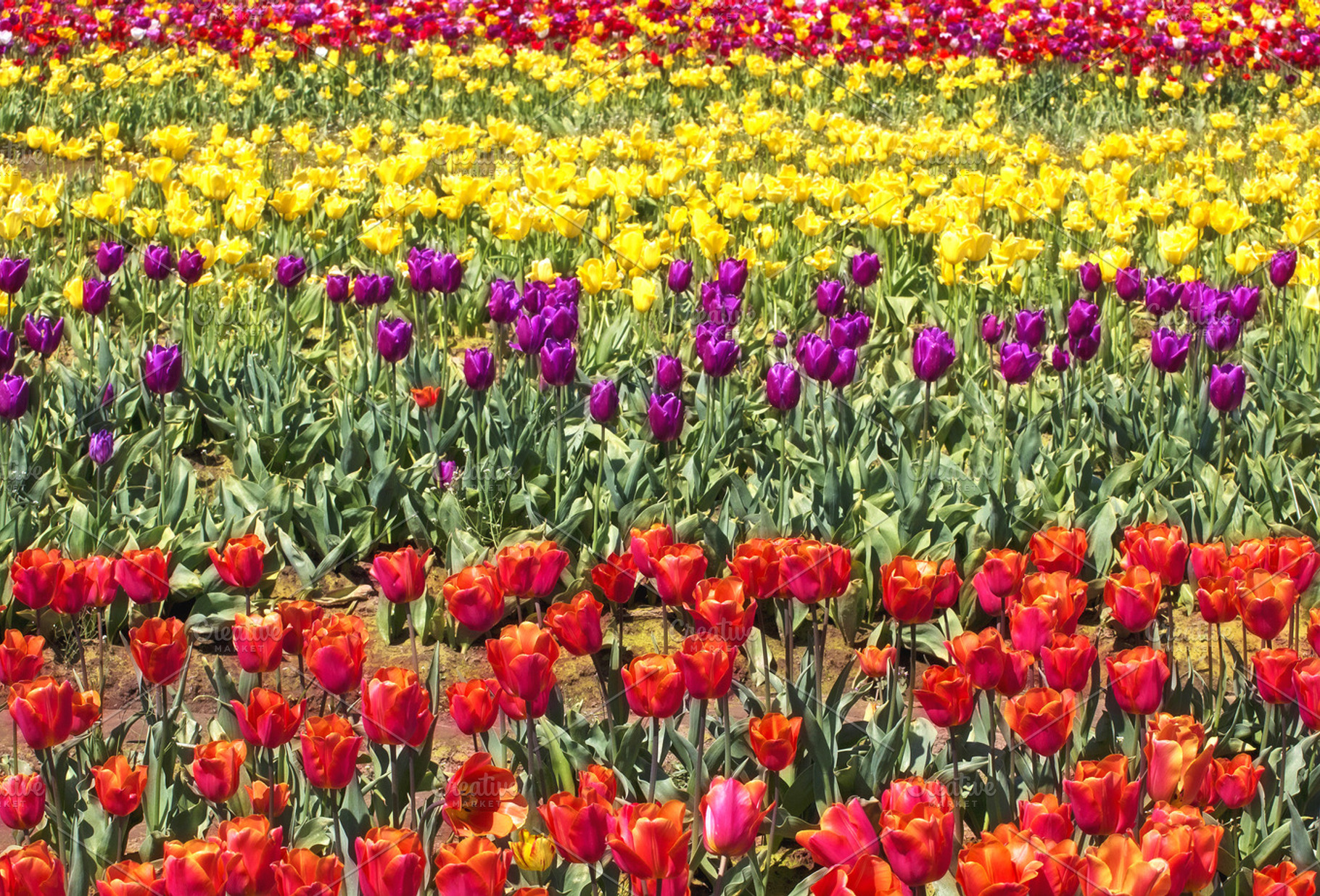 Colorful Tulip Flowers Farm