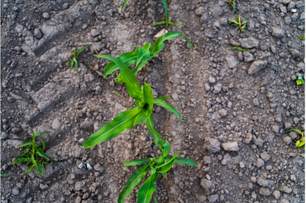 Top view of fresh young corn plants