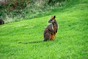Wallaby in Cape Otway Lightstation park, along the Great Ocean R, an Animal Photo by GoodGoods