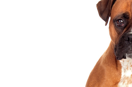 Half portrait of a brown boxer looking at camera, an Animal Photo by José Manuel Gelpi