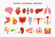 Human internal organs illustration, a Healthcare Illustration by Neliakott ♥ (Thumbnail 3 of 7)
