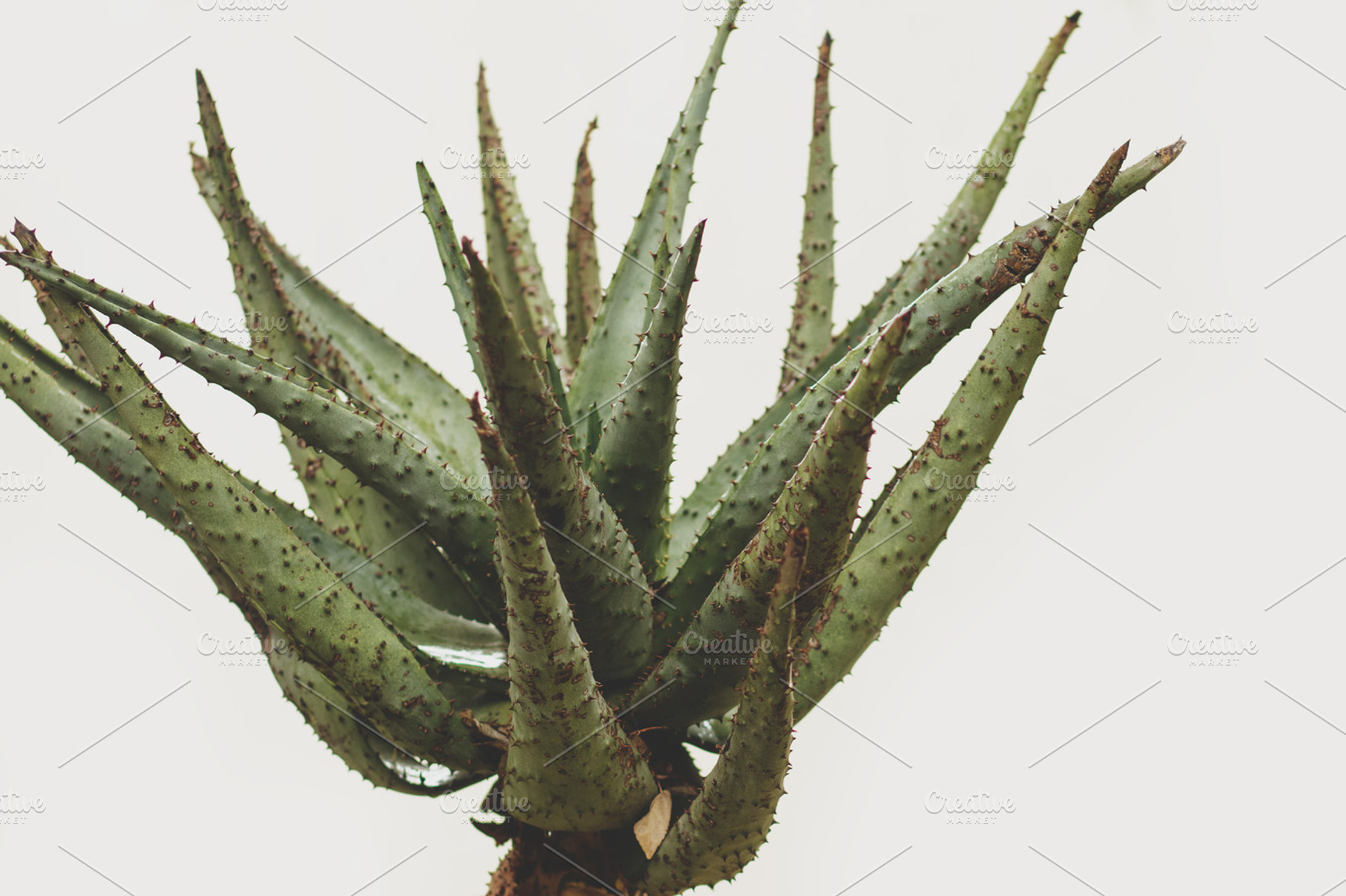 Minimalist Aloe Leaf Wallpaper Photo, a Nature Photo by René Jordaan Photography