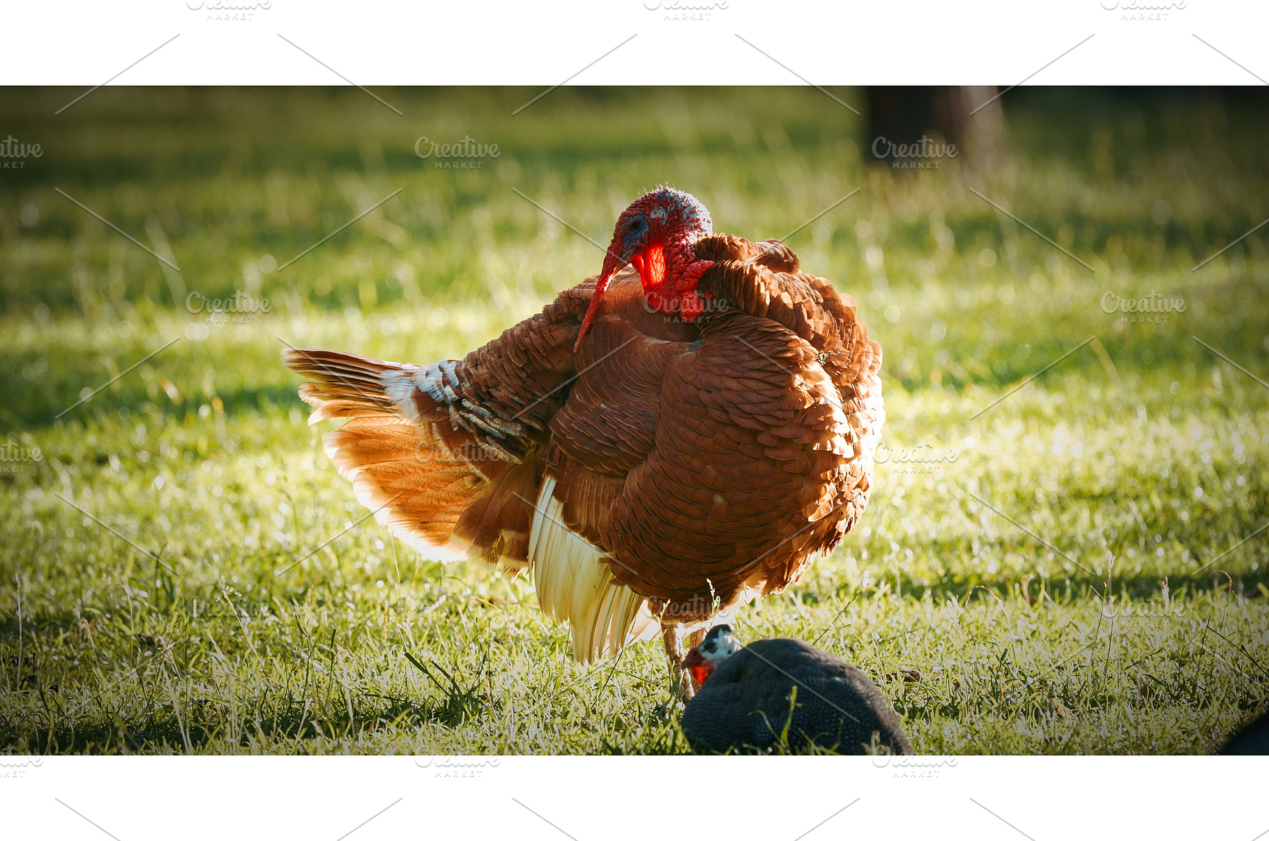 Vibrant turkey strutting across lush, an Animal Photo by Our Amazing World