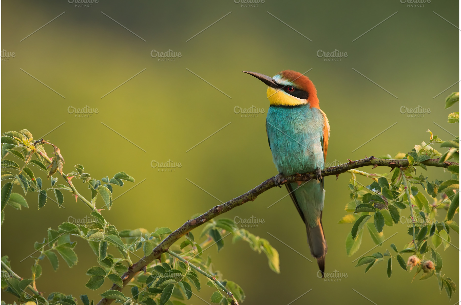 European bee-eater sitting on a, an Animal Photo by WildMedia