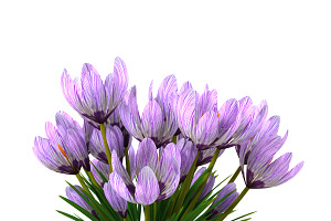 Crocus Violet