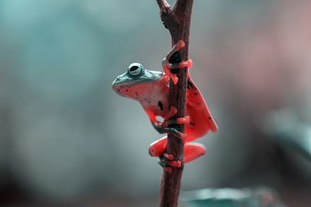 Wallace's flying frog, frogs,