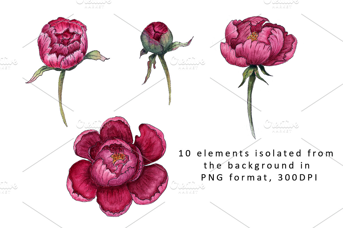 Peonies. Watercolor clipart, a Decorative Illustration by TetianaArt (Photo 2 of 11)