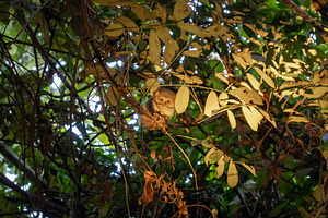 Spectral tarsier hidden in the forest at Tentena, Sulawesi, Indo, a Nature Photo by GoodGoods