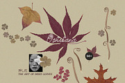 Oshibana Dried & Pressed Fall Leaves, an Object Graphic by Lana Elanor (Thumbnail 1 of 17)