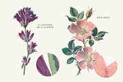 Vintage Flower Illustrations Bundle, an Illustration by Greta Ivy (Thumbnail 13 of 62)