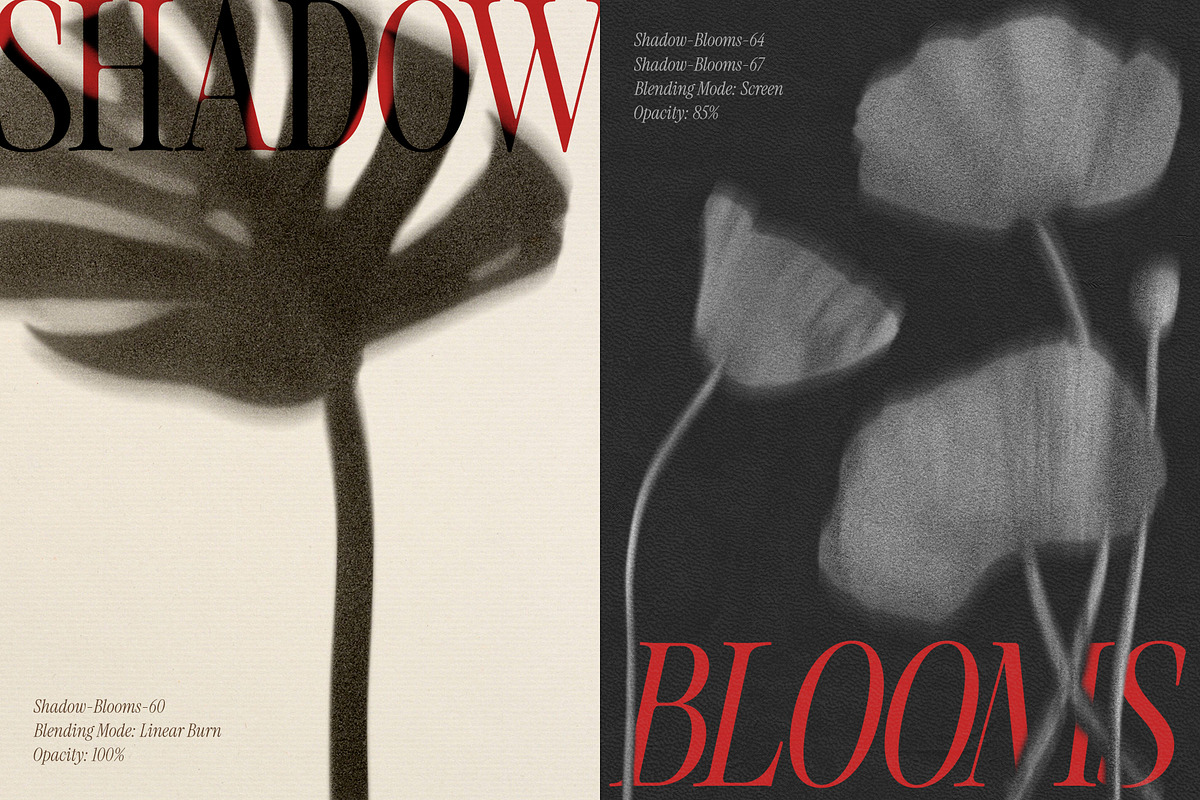 Shadow Blooms, an Object Graphic by Dina Mae (Photo 9 of 10)