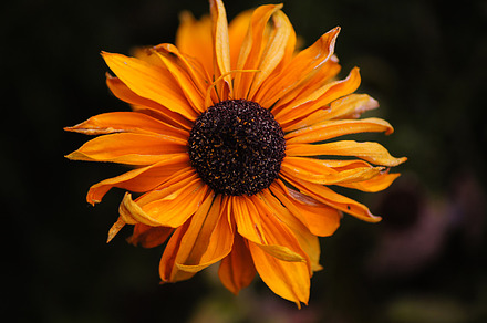 Black Eyed Susan