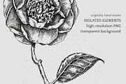 Winter Flowers Christmas Collection, a Seasonal Illustration by Yevheniia (Thumbnail 9 of 12)
