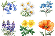Wildflower Clipart Bundle, an Illustration by Designking (Thumbnail 3 of 5)
