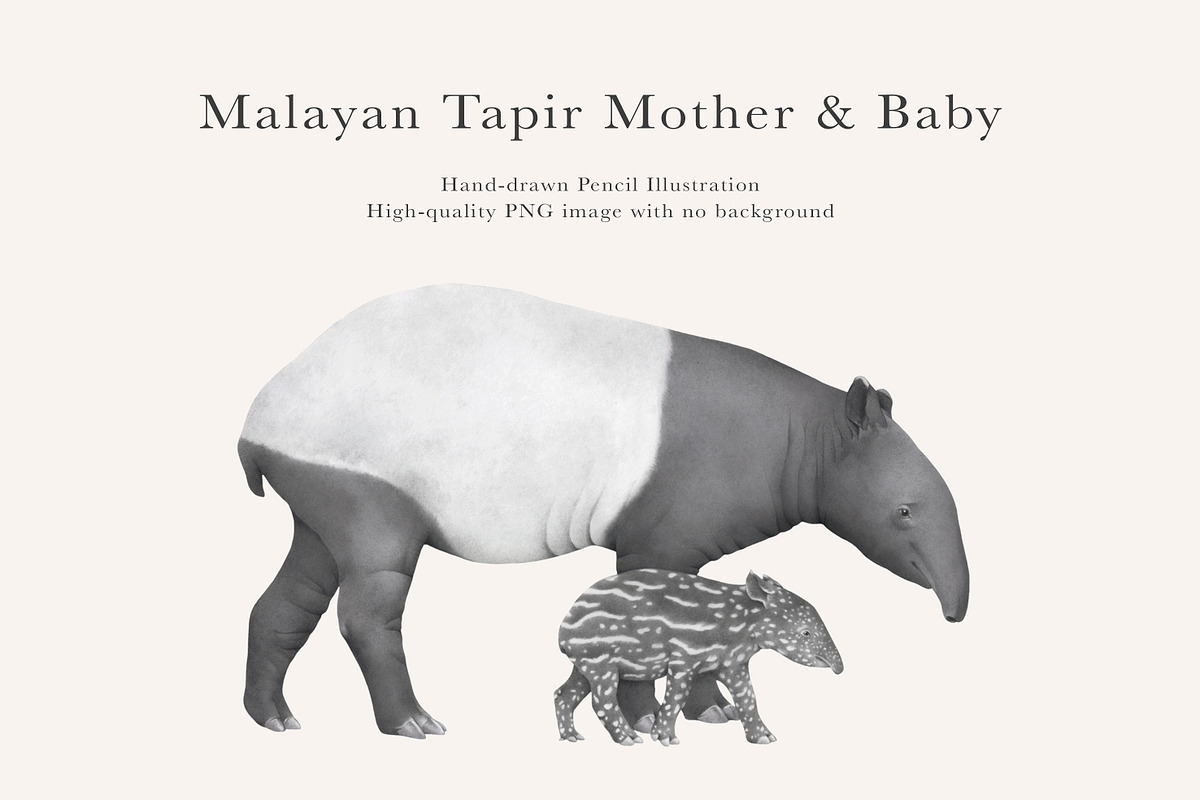 Mother & Baby Tapir Illustration, an Animal Illustration by LaurenFittonIllustration (Photo 1 of 6)