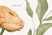 Peach BLOOM watercolor florals, a Decorative Illustration by Yuliia Lashevska (Thumbnail 7 of 14)