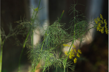 Dill covered with dew and greenhouse