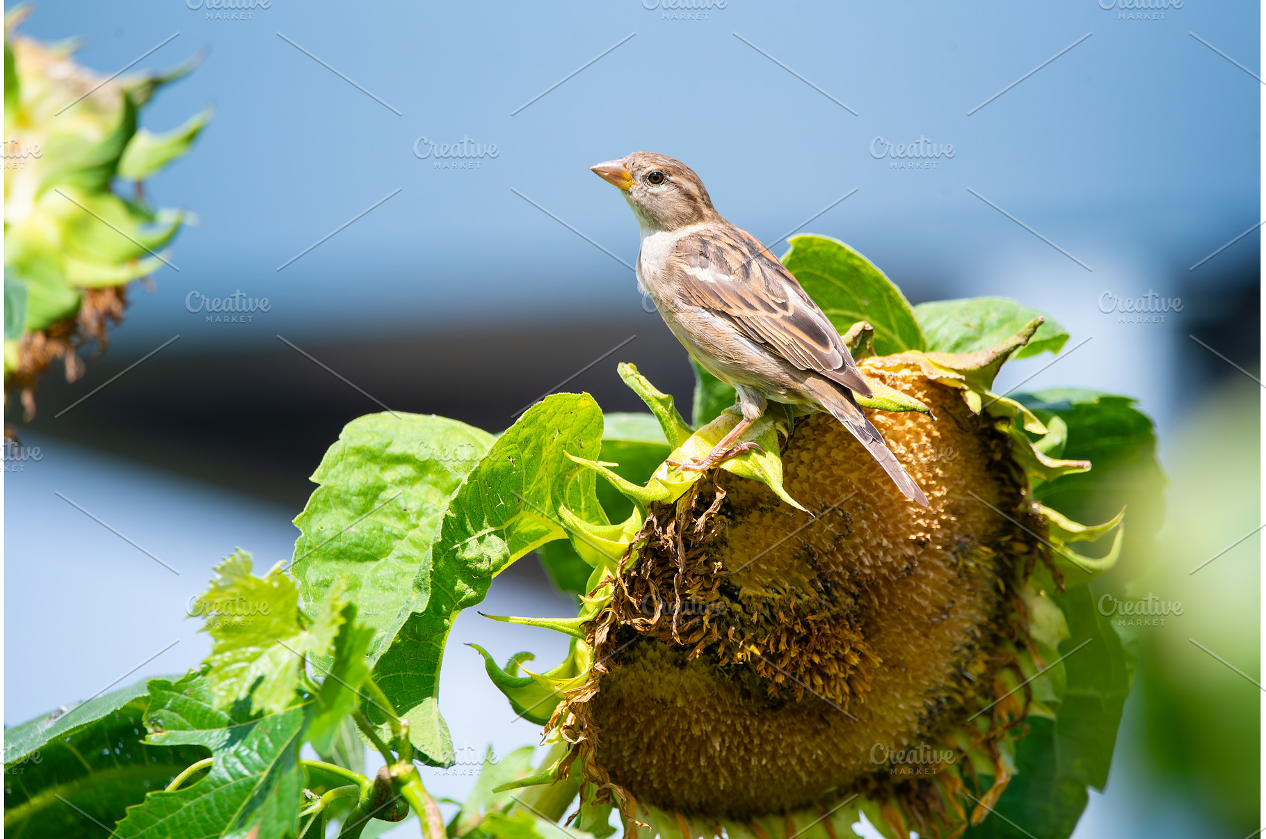 Sparrow Perched on Sunflower Seed, an Animal Photo by MadPhotos
