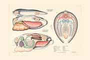 Rare Vintage Animal Anatomy, an Animal Illustration by Digital Museum (Thumbnail 8 of 8)