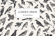 Garden Birds. Black & white, an Animal Illustration by olga.korneeva (Thumbnail 1 of 7)