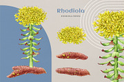 Adaptogenic Medicinal Plant Clipart, a Healthcare Illustration by AnitaPol (Thumbnail 9 of 24)