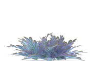 Selaginella V3, an Environmental 3D Model by AndrewWhite (Thumbnail 4 of 9)