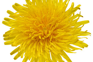 A close-up of a bright yellow dandelion flower against an isolat, a Nature Photo by ndanko