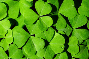 Green clover leaves illuminated by bright sunlight. Fresh shamrock foliage back