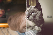 Pet Photoshop Actions Collection, an Action Add-On by Creativetacos (Thumbnail 6 of 7)
