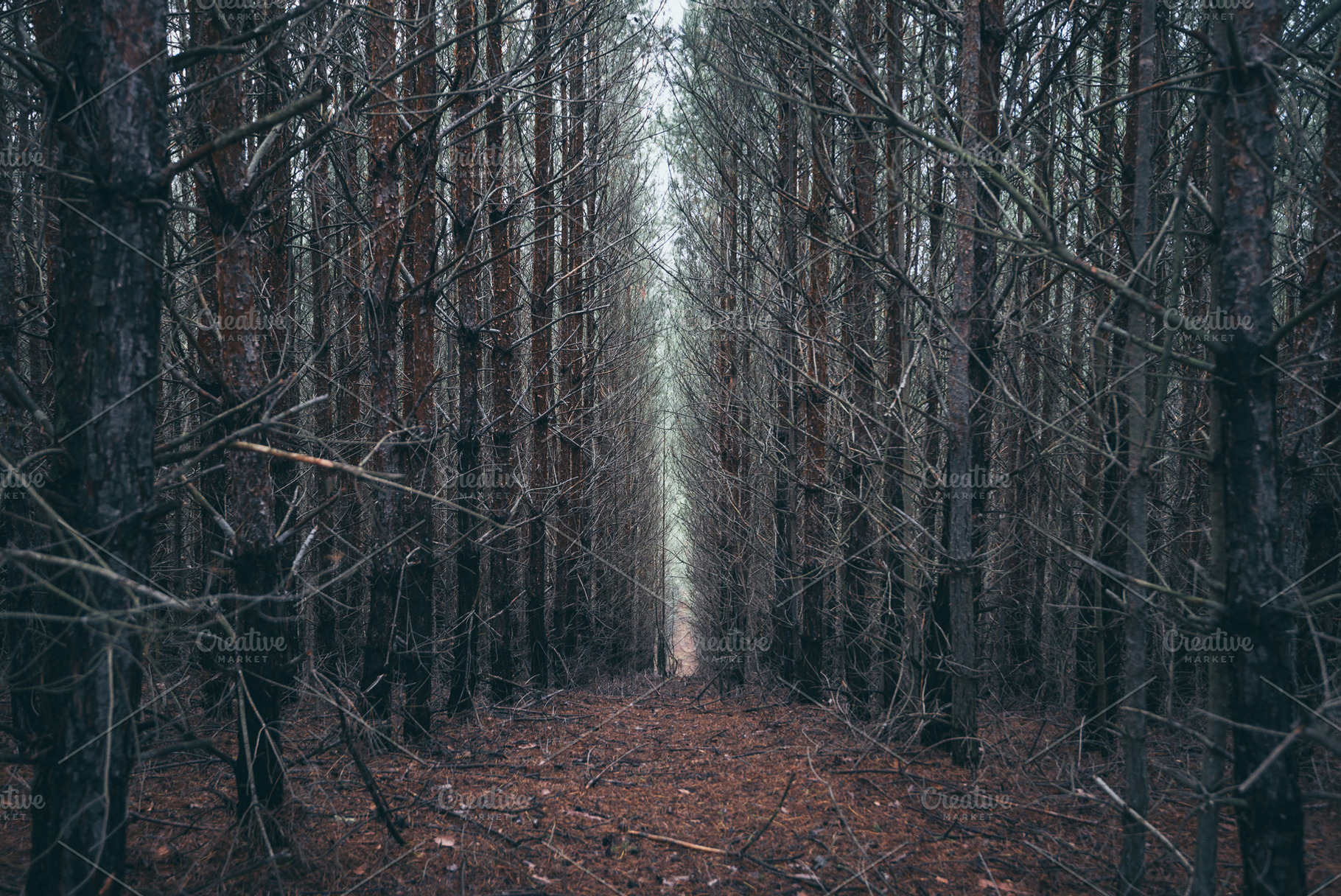 Deep dark pine forest with path, a Nature Photo by Mark Borbely