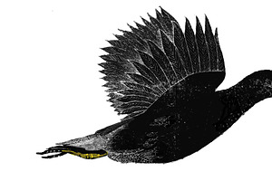 Gallinula chloropus