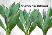Succulents - Real Botanic Specimens, an Object Graphic by Turning Moss (Thumbnail 8 of 12)