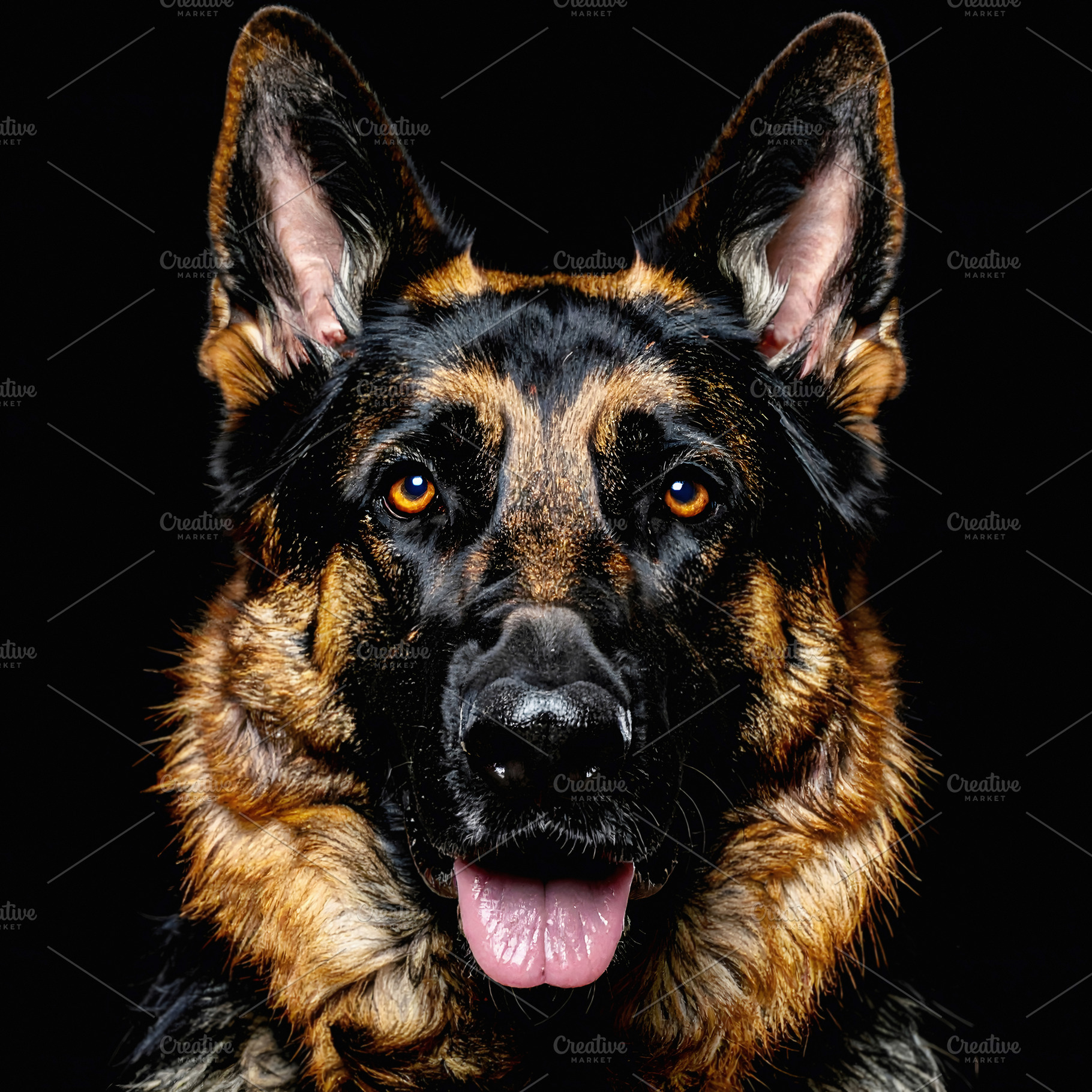 German shepherd portrait with expressive eyes and alert presence, an Animal Photo by GoodGoods