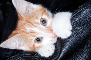 Ginger Kitten