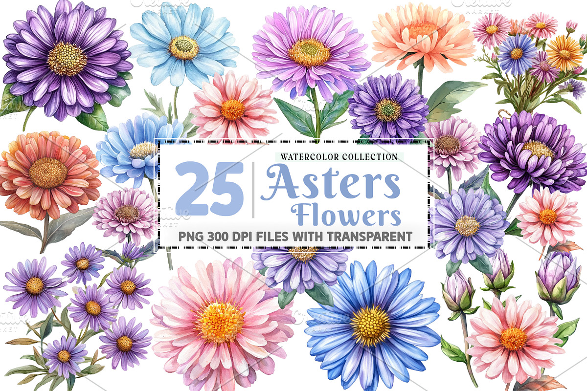 Watercolor Aster Flowers Botanical C, an Illustration by Watercolor design (Photo 1 of 4)