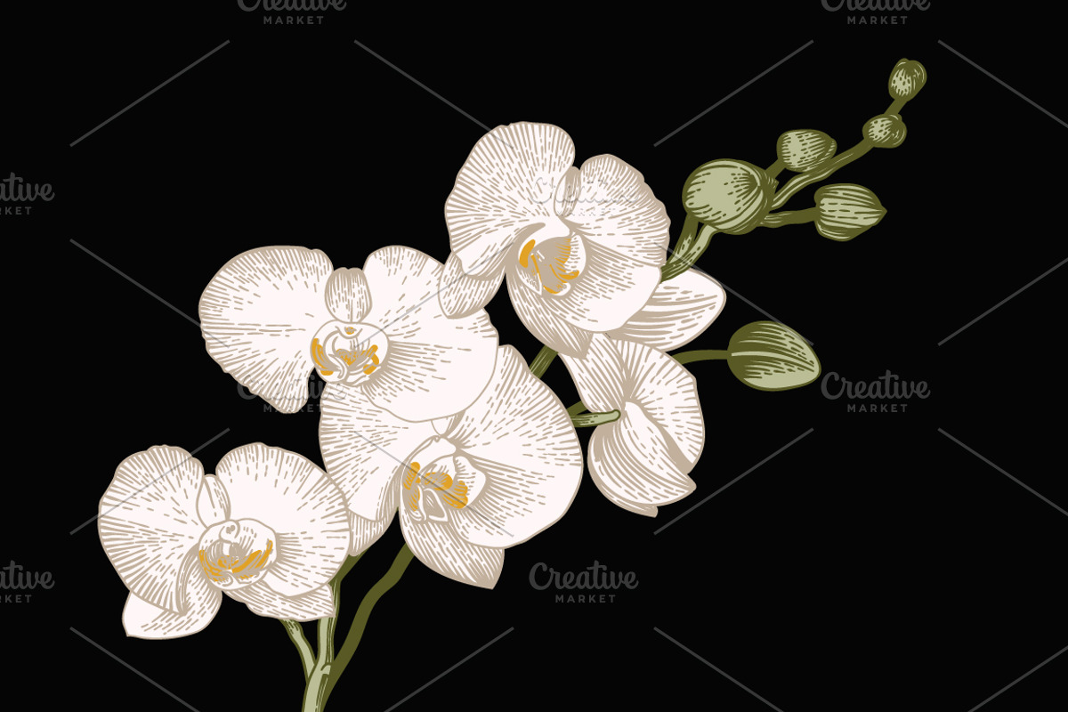 28 Exotic flowers., a Decorative Illustration by olga.korneeva (Photo 4 of 5)