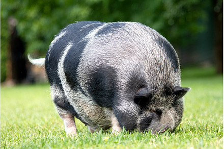fat boar on a green lawn