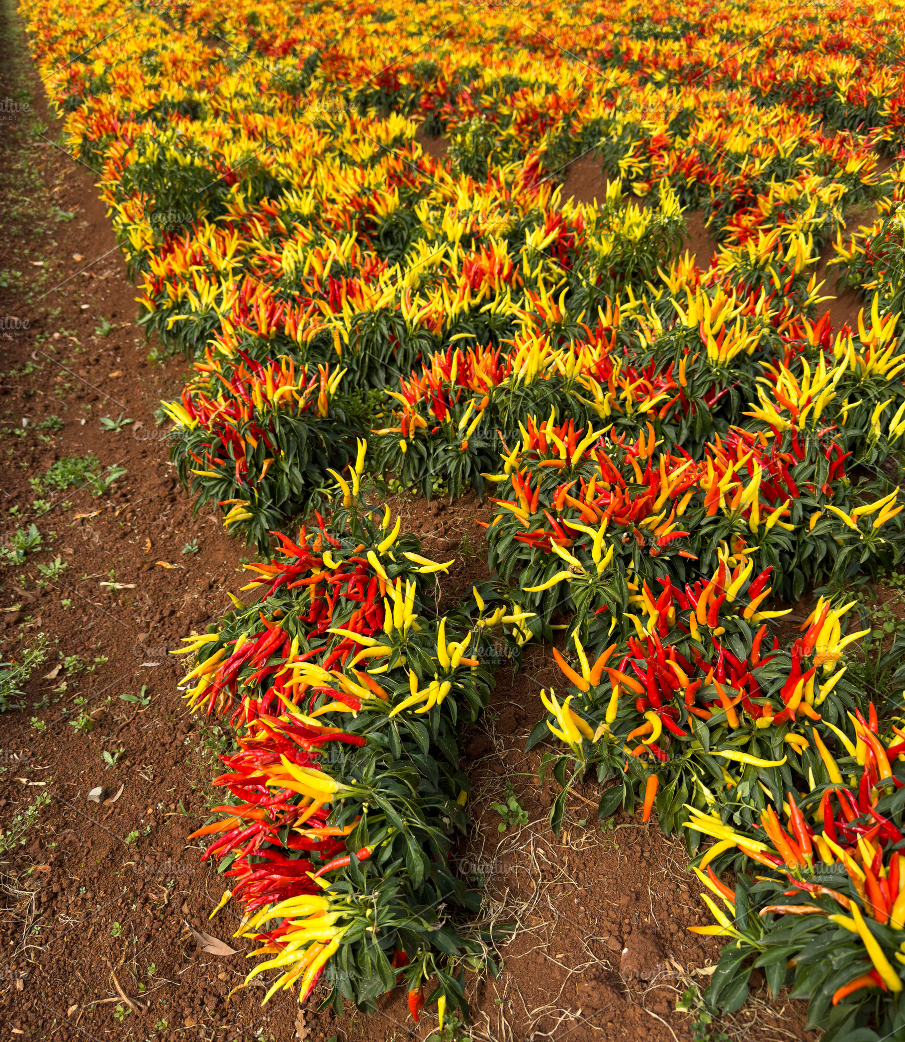 Red And Yellow Chili Plants, a Nature Photo by THP Creative