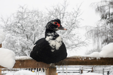 Duck in winter in the cold on a walk