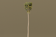 The California Fan Palm Tree, a Plants & Tree 3D Model by FuturePastCreatives (Thumbnail 7 of 8)