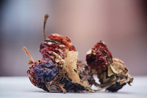Dried rotten wild apples macro photo on soft blurred bokeh background. Close-up