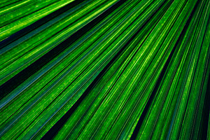 Palm leaf texture background