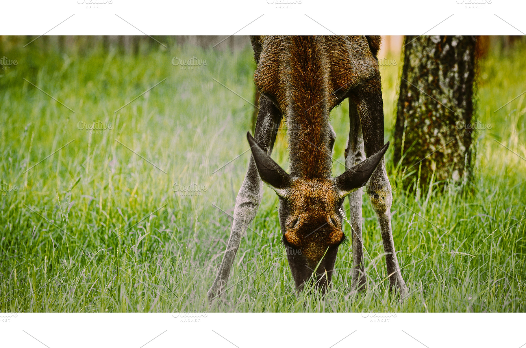 elk Grazing in Green Field, an Animal Photo by Our Amazing World
