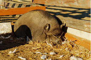 A playful pig wanders through a sun, an Animal Photo by darksoul72