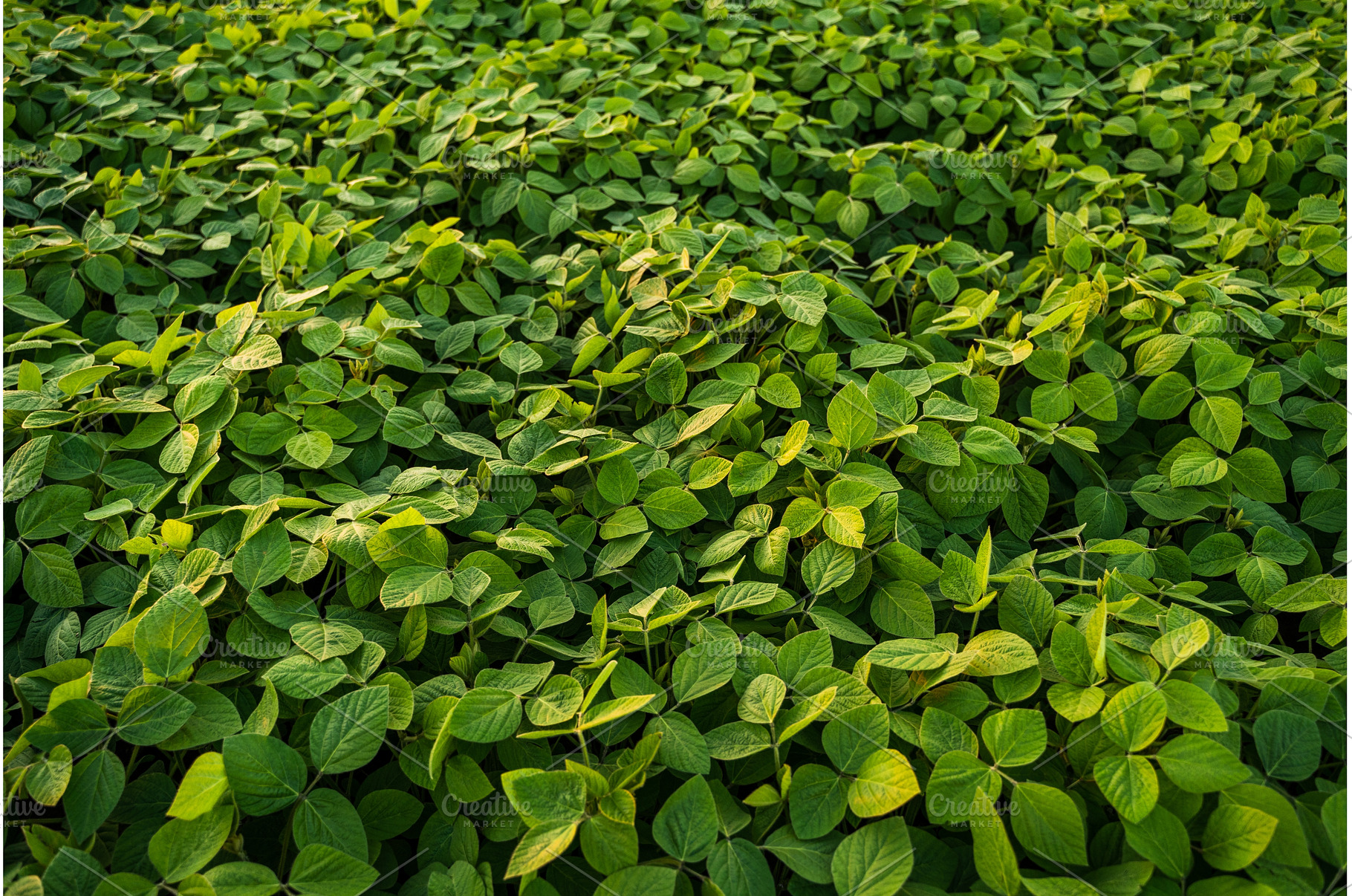 Green soybean plants growing in a, a Nature Photo by volodymyrshtun13795
