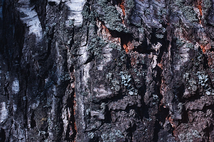 Birch tree bark texture forest background, a Nature Photo by RETROWAVE '88
