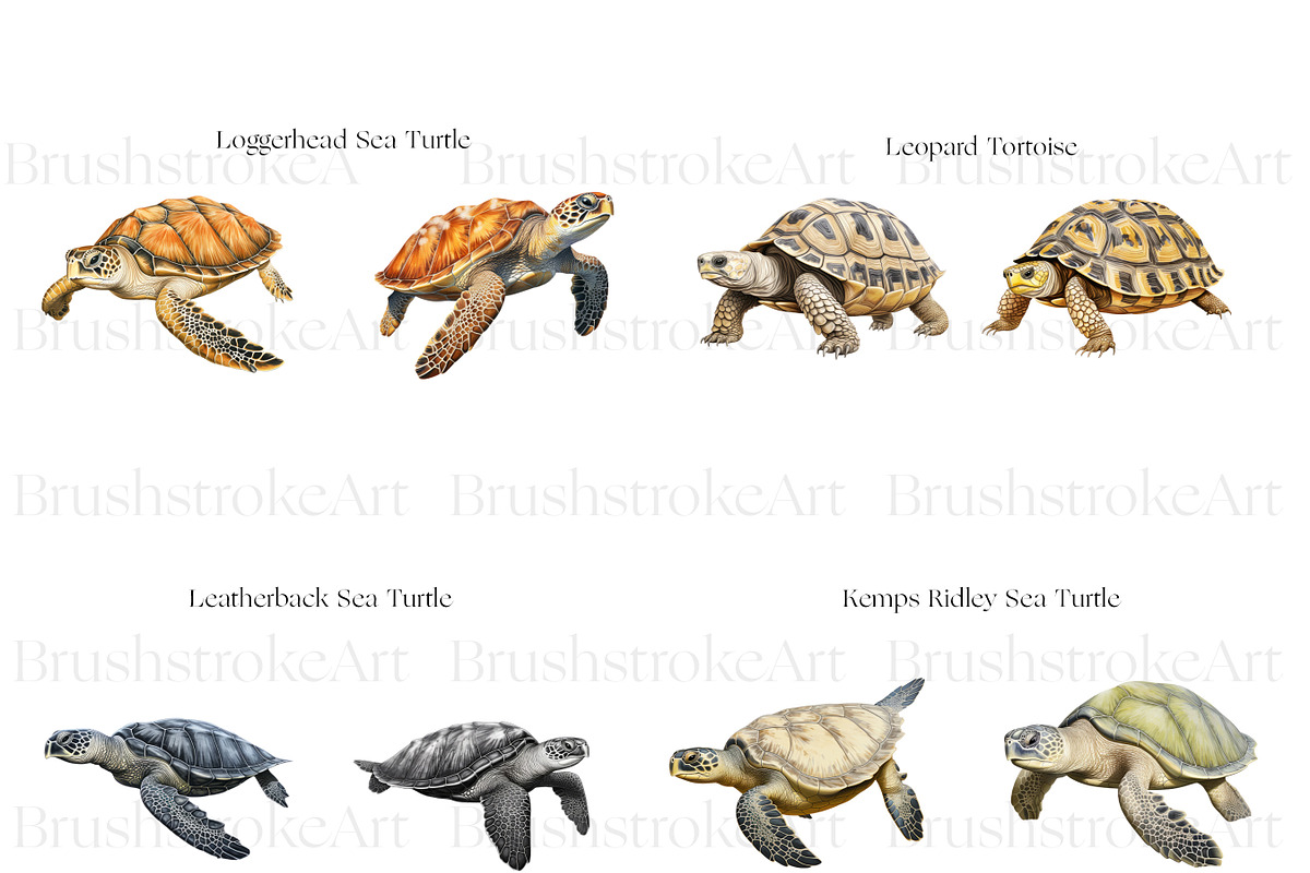 Turtle Illustration Clipart, Turtles, an Animal Illustration by BrushstrokeArtGB (Photo 8 of 9)