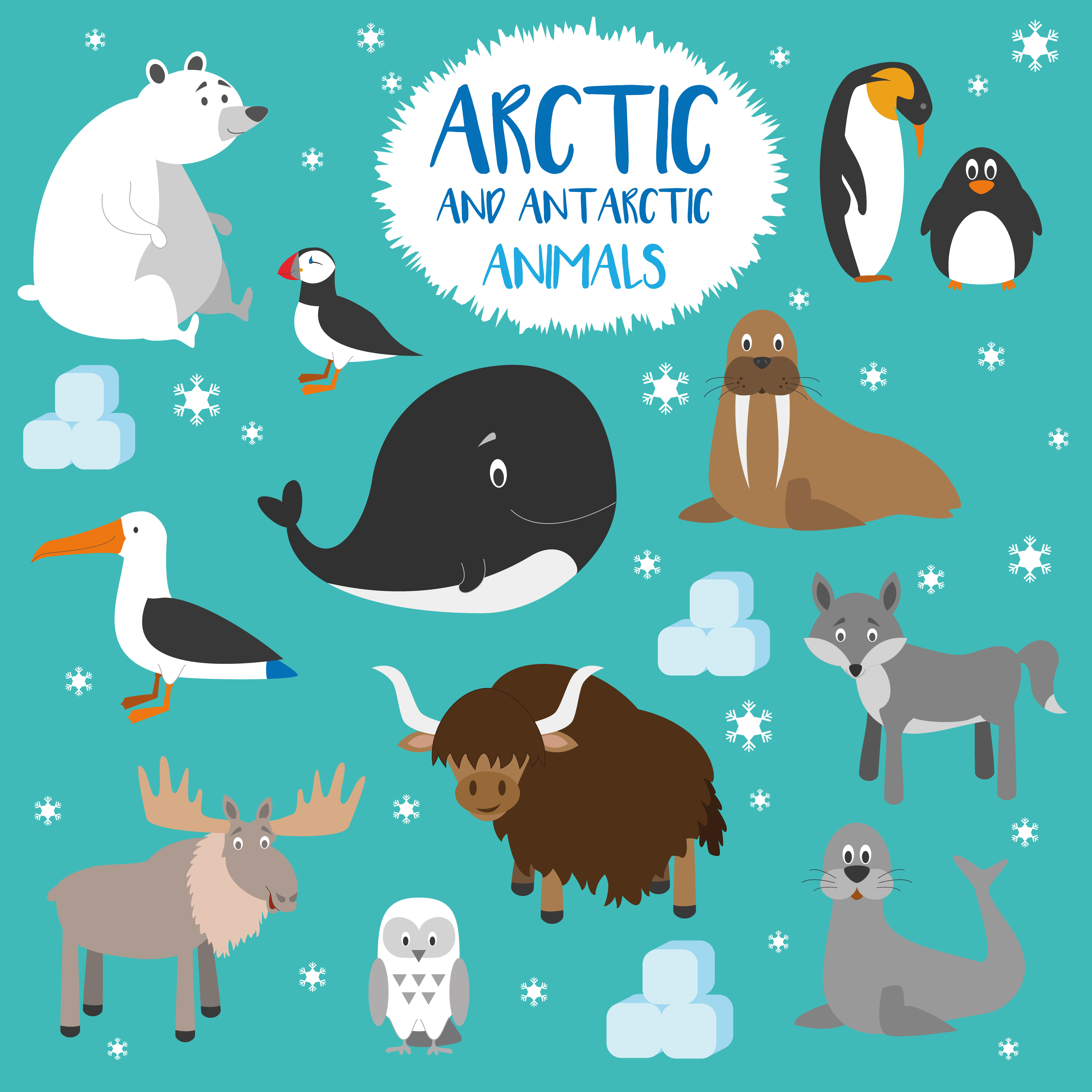 12x Arctic animals Vector Set