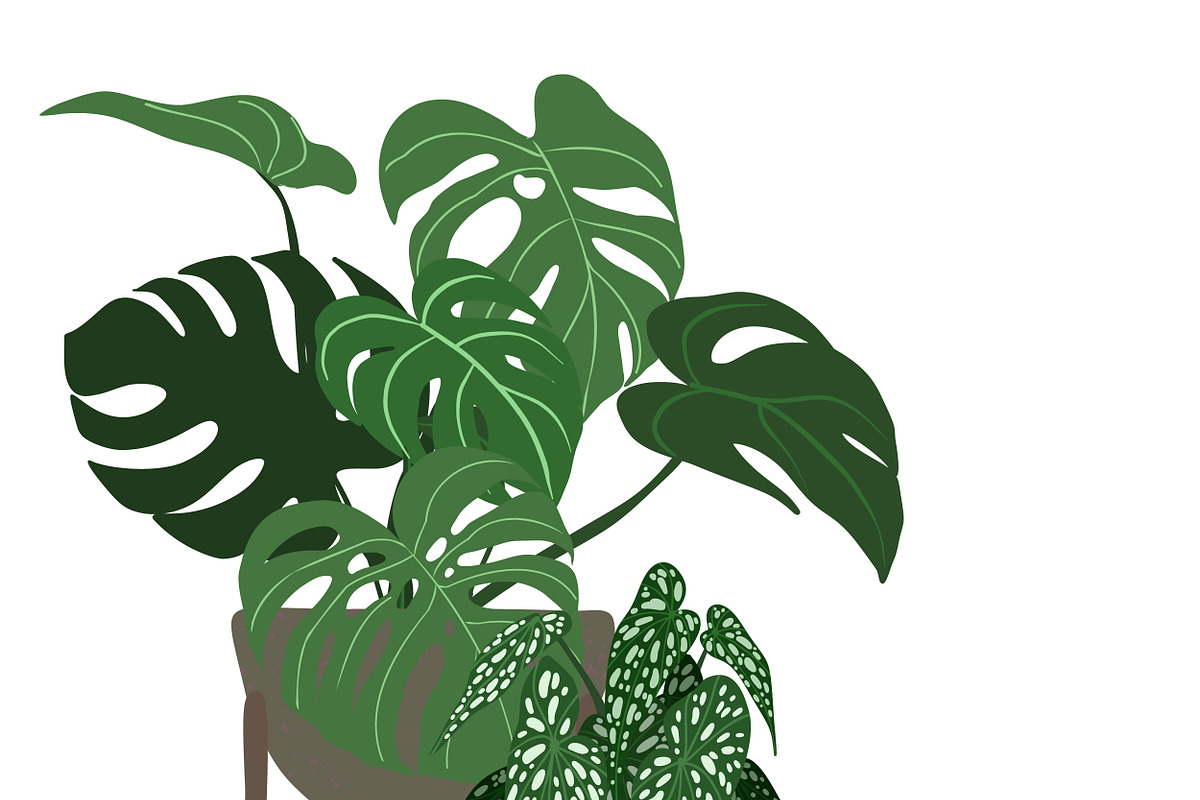 Indoor Plants, Vector Set, an Object Graphic by JSolomatina (Photo 13 of 13)